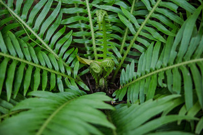 Green leaf