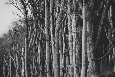 Full frame shot of trees in forest