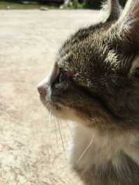 Close-up of cat outdoors