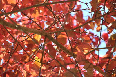 Low angle view of maple leaves on tree