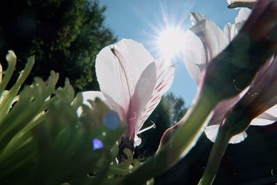 Close-up of flowering plant against bright sun