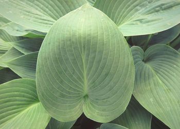 Close-up of green leaves