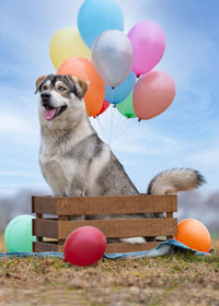 High angle view of dog with balloons
