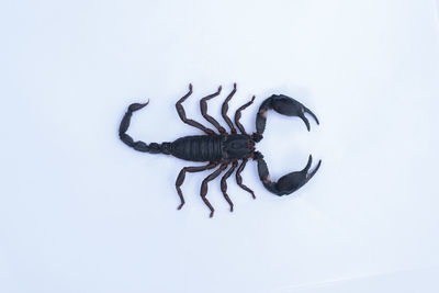 High angle view of crab over white background