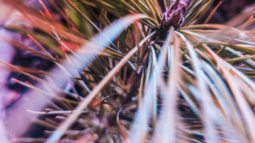 Close-up of plants
