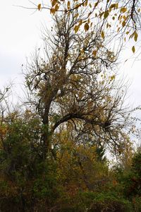 Low angle view of tree against sky