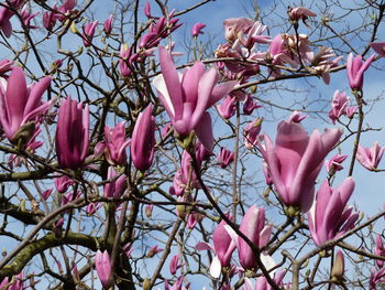 Low angle view of pink cherry blossoms in spring