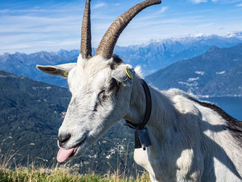 Funny goat in the alps