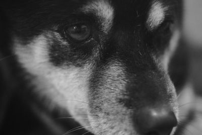 Close-up portrait of dog