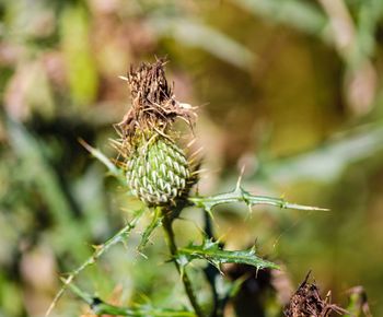 Close-up of flowering plant