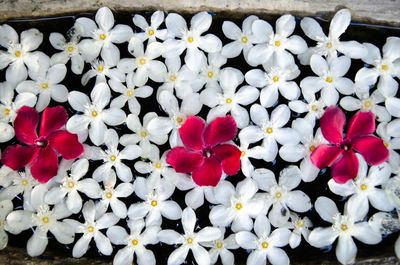 High angle view of white flowering plants