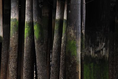 Close-up of bamboo tree trunk in forest