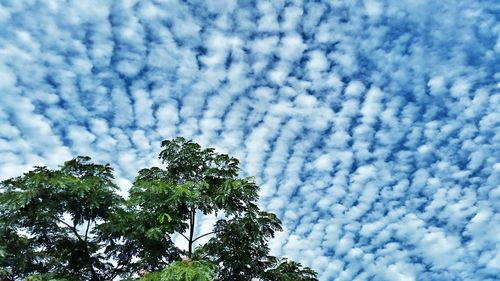 Low angle view of trees against cloudy sky