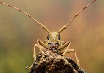 Close-up of a longhorn beetle on wood