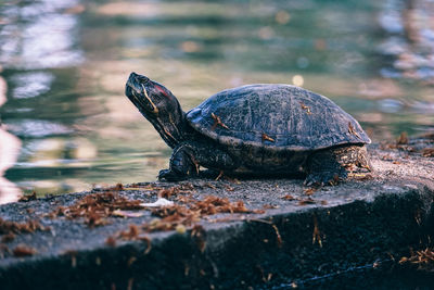 Close-up of turtle on retaining wall