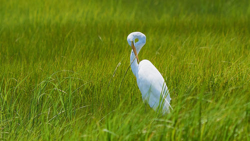 White bird on grass