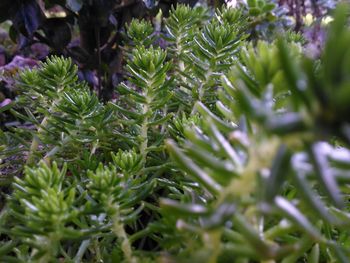 Close-up of succulent plant