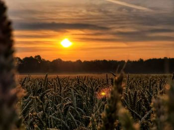 Crops growing on field against sky during sunset