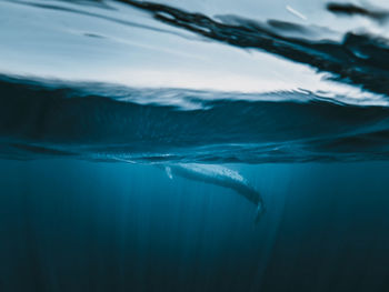 Fish swimming in sea