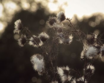 Close-up of flowering plant against sky