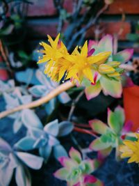Close-up of yellow flowers