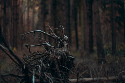 Close-up of tree trunk in forest