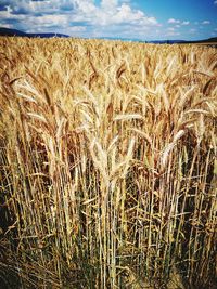 Scenic view of wheat field against sky