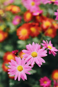 Close-up of pink flowering plants