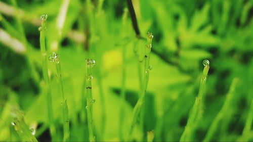 Close-up of wet grass