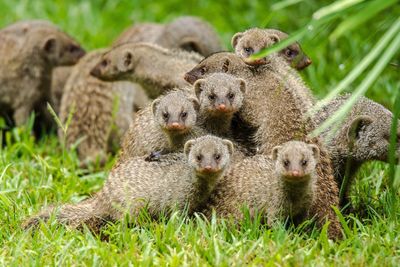 Close-up of banded mongooses on grassy field