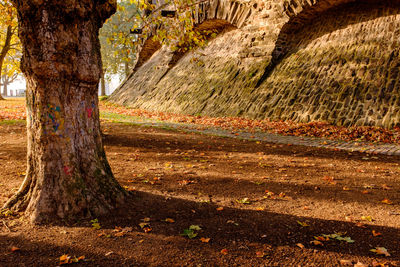 Trees in forest