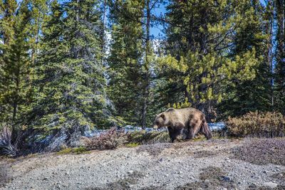 Bears walking in a forest