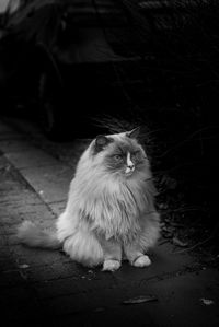 Cat sitting on footpath by street