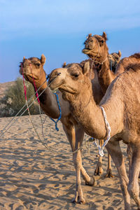 Camels in desert against sky