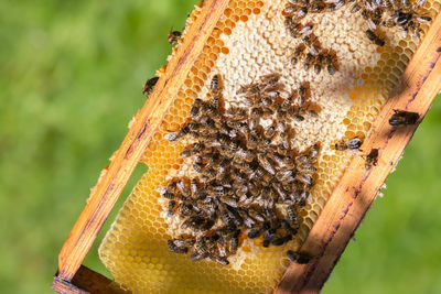 Close-up of bee on wood