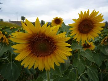 Sunflowers blooming on field against sky