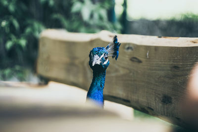 Close-up of peacock