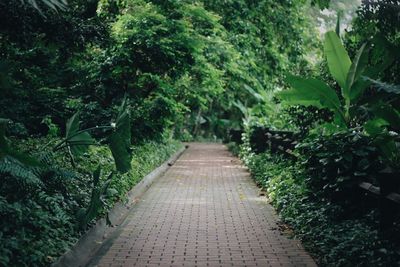Empty footpath amidst plants in park