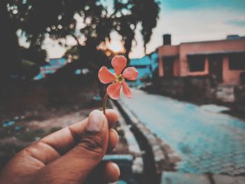 Close-up of hand holding red flower