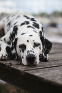 Close-up of dog - dalmatian lying down