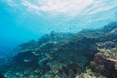 Sea landscape for conservation the reef
