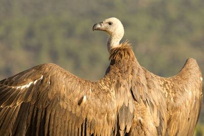 Close-up of a bird