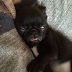 Close-up portrait of dog relaxing