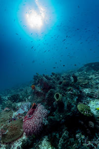 View of fish swimming underwater