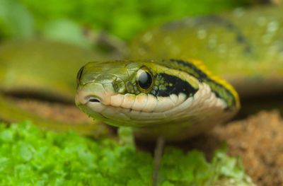 Close-up portrait of a turtle