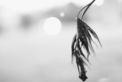 Close-up of caterpillar against blurred background