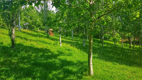 View of trees on field