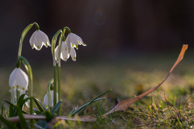 Close-up of white flowering plants on field