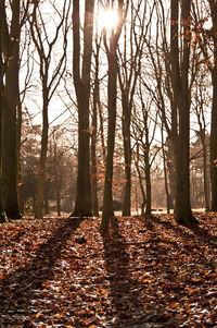 Sun shining through trees in forest