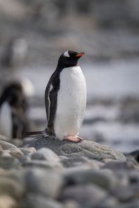 Gentoo penguin on rock with closed eyes